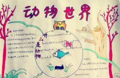 保护动物手抄报，动物世界