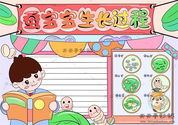 蚕宝宝生长过程手抄报