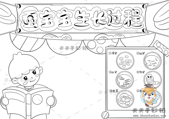 蚕宝宝生长过程手抄报