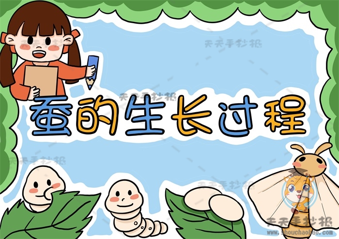 蚕的生长过程手抄报