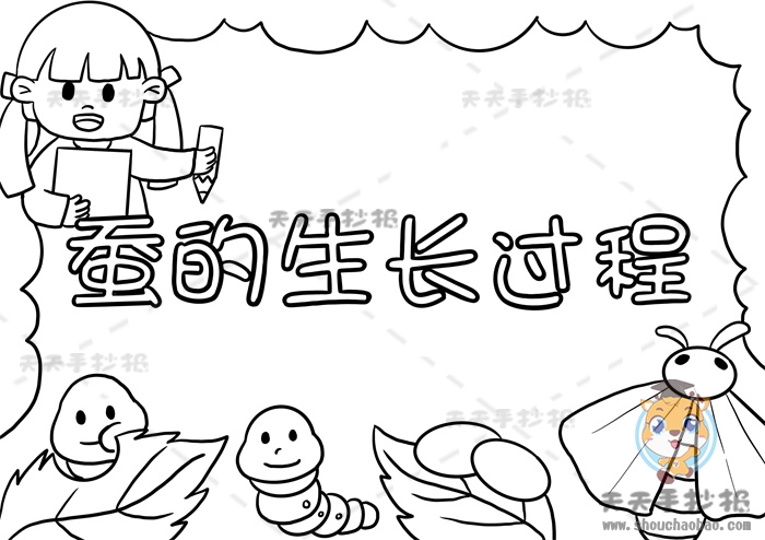 蚕的生长过程手抄报