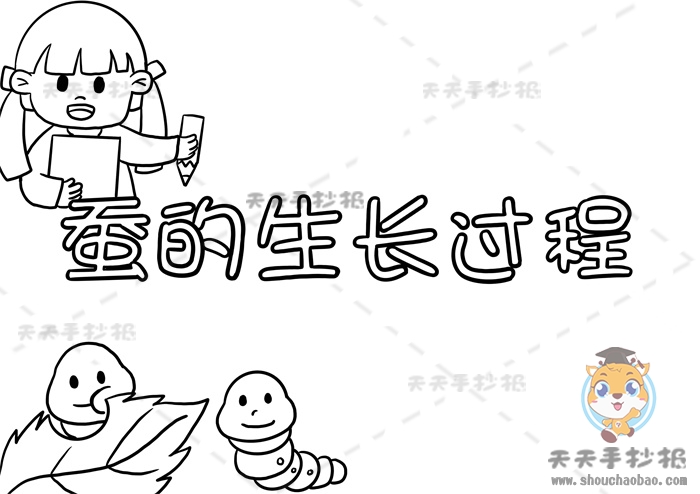 蚕的生长过程手抄报
