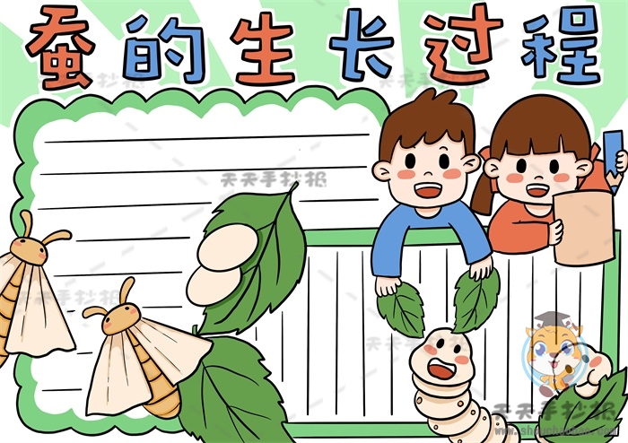 蚕的生长过程手抄报