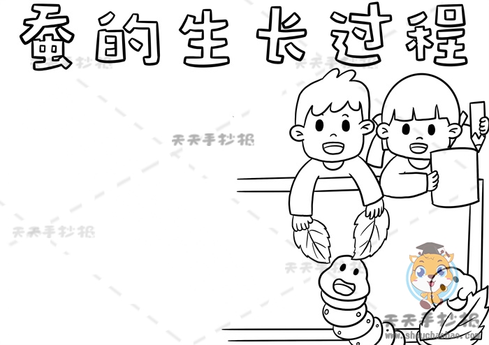 蚕的生长过程手抄报