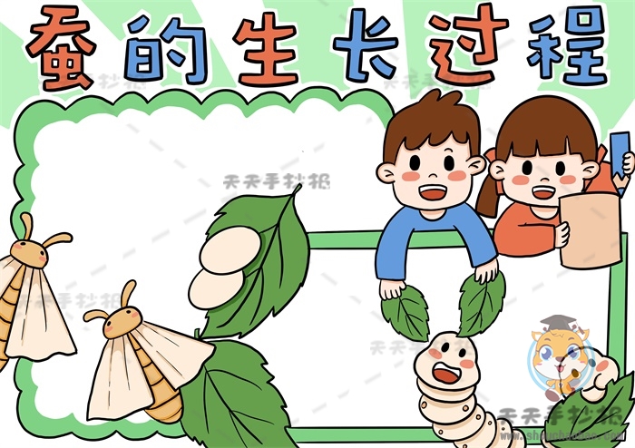 蚕的生长过程手抄报
