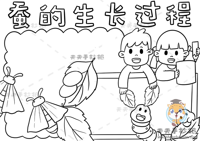 蚕的生长过程手抄报