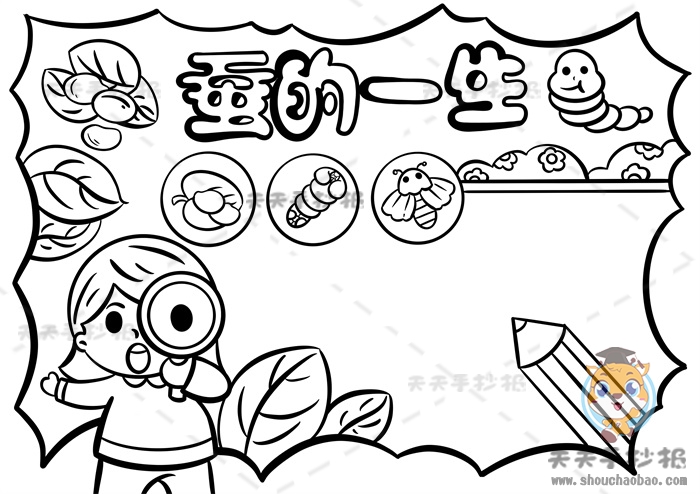 蚕的一生手抄报