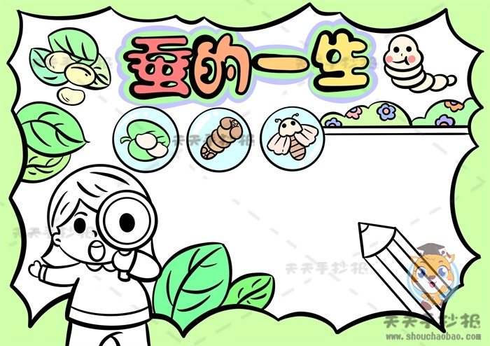 蚕的一生手抄报