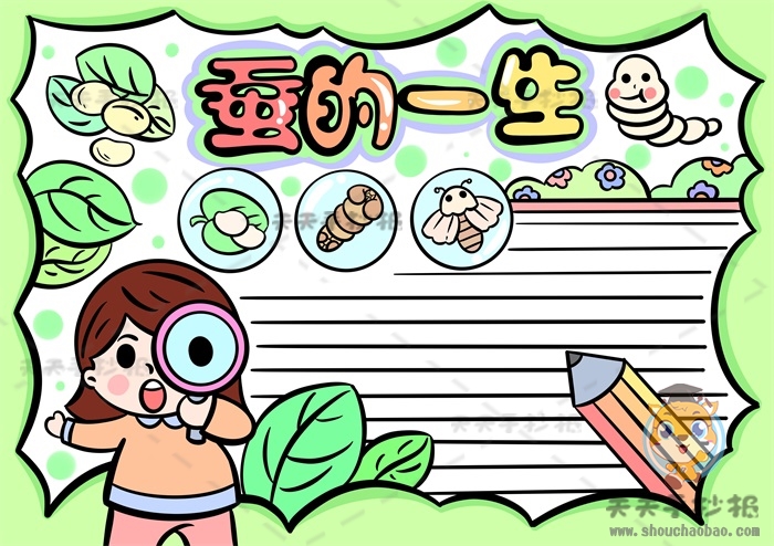 蚕的一生手抄报
