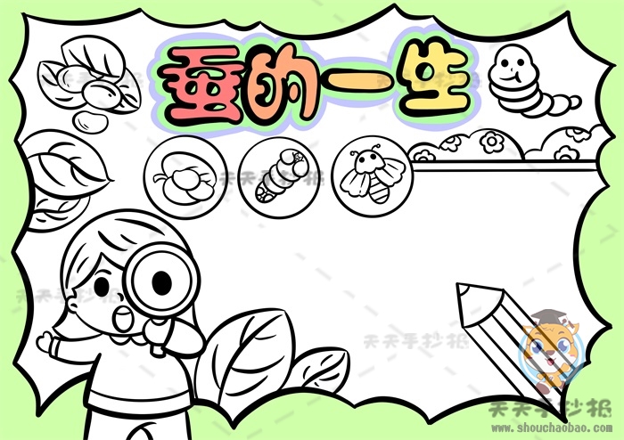 蚕的一生手抄报