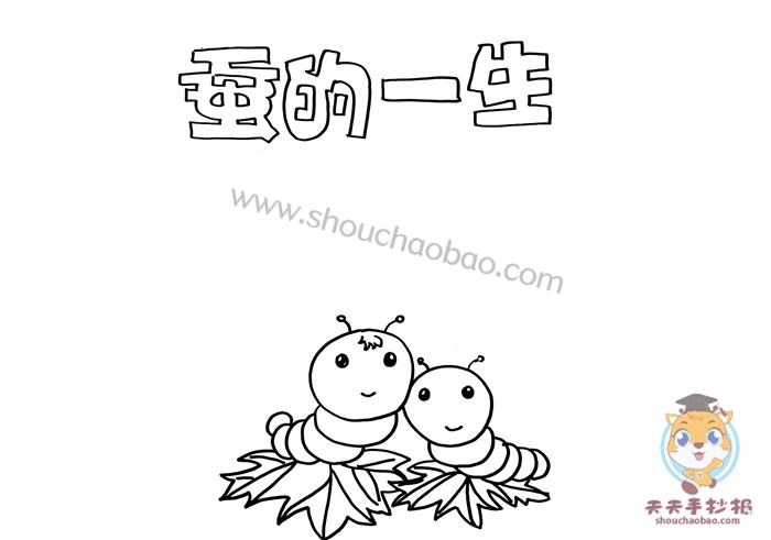 蚕的一生手抄报