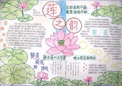 荷花手抄报，莲之韵
