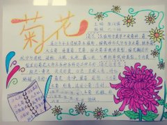 花的手抄报，菊花