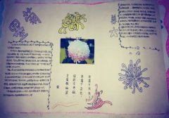 花的手抄报，墨菊