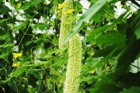 粽子叶是什么植物的叶子