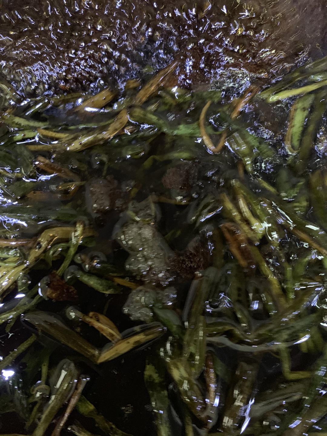 極香的蔥油面的做法 步驟6